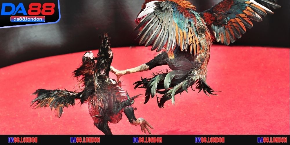 Trực tiếp siêu nét, tỷ lệ cược cực hấp dẫn