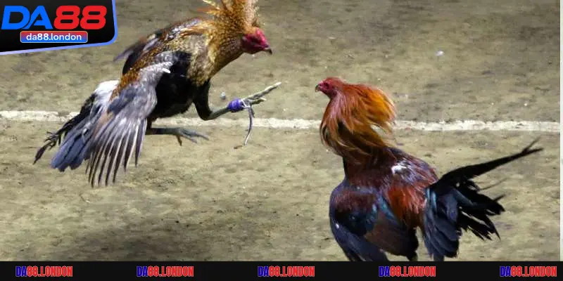 Tổng hợp những giải chọi gà quy mô lớn hàng đầu hiện nay